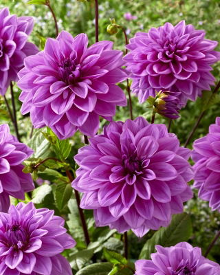 Dahlia - Lilac Time - Tuber