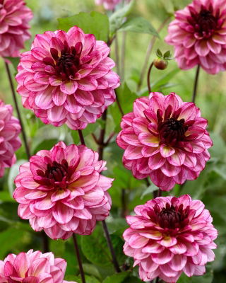 Dahlia - Muchacha - Tuber