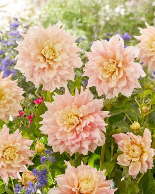 Dahlia - Break Out - Tuber
