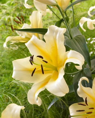 Lys géants - Belcastro - Lilium - Bulbes