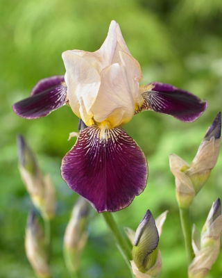 Baardiris - Salonique - Iris - Wortelstok