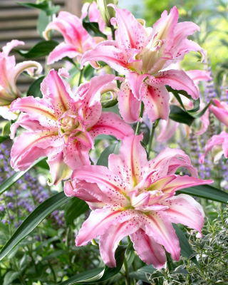 Giglio doppio - Broken Heart - Lilium - Bulbi
