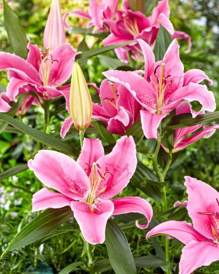 Lys oriental - Social Club - Lilium - Bulbes