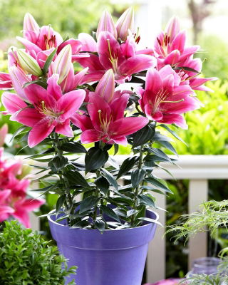 Giglio orientale nano - Gentle Romance - Lilium - Bulbi