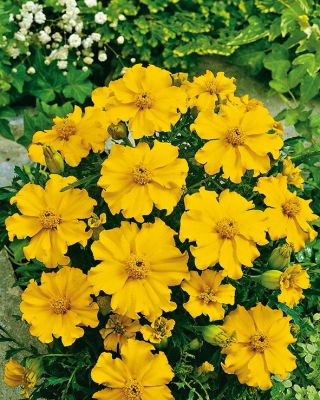 French Marigold - Silvia - Tagetes patula - Golden-yellow single blooms with frilled petals - Fresh Seeds