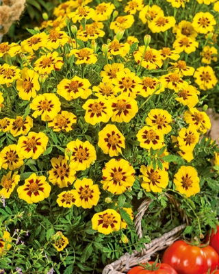 Tagete - Legion of Honour - Tagetes patula - Straordinari fiori bicolori - petali dorati con centri bordeaux - Semi Freschi