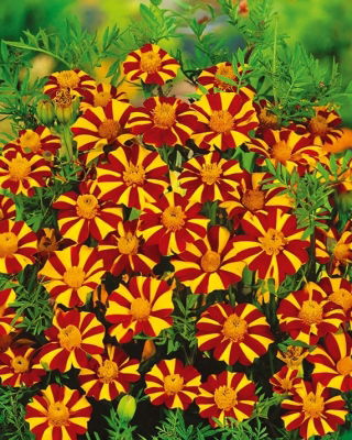 French Marigold - Court Jester - Tagetes patula - Flowers Non-Stop from June to October - Fresh Seeds