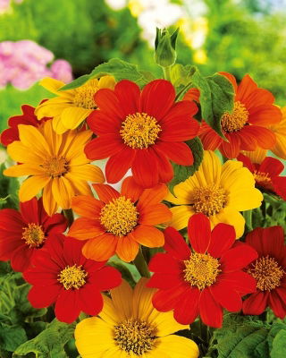 Mexikanische Sonnenblume - Mischung - Tithonia rotundifolia - Kräftige orange, rote und gelbe Blüten - Samen