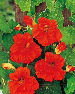 Große Kapuzinerkresse - Scarlet Gleam - Tropaeolum majus - 150 cm langer Rankwuchs - perfekt für Zäune, Pergolen und Kübel - Samen