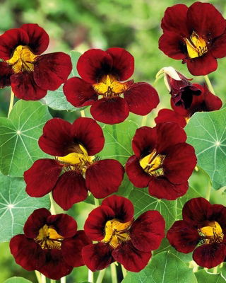 Capuchina Enana - Black Velvet - Tropaeolum majus var. nanum - Crecimiento compacto y frondoso, ideal para bordes, ribetes y macetas - Semillas frescas