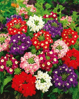 Garden Verbena - Sparkle - Verbena hybrida - Cascading Beauty for Planters, Pots & Hanging Baskets - Fresh Seeds