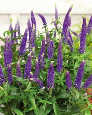 Langblättriger Ehrenpreis - Lavendelblau - Veronica longifolia - Elegante lavendelblaue Blütenähren - Magnet für Bienen und Schmetterlinge - Samen