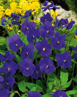 Hornveilchen - Admiration - Viola cornuta - Miniatur-Eleganz - Fülle von violett-blauen Blüten - Samen