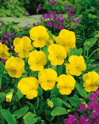 Hornveilchen - Yellow Perfection - Viola cornuta - Kompakte Leuchtkraft - ideal für Rabatten, Töpfe und Steingärten - Samen