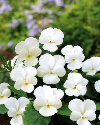 Hornveilchen - White Perfection - Viola cornuta - Kompakt und stilvoll - ideal für Rabatten und Töpfe - Samen