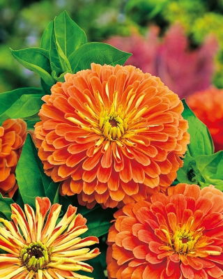 Zinnia flor de Dalia - Salmon Queen - Zinnia elegans - Flores salmón exuberantes, elegancia en cada pétalo - Semillas frescas