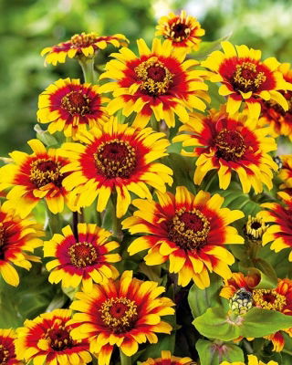 Zinnia Dahlia Flowered - Sombrero - Zinnia elegans - Fiery Bicolour Blooms - Red Meets Gold in Every Petal - Fresh Seeds