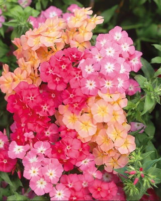 Drummond's Phlox - Cecily - Pastel Mixed - Phlox drummondii - Whimsical Pastel Blooms for Romantic Garden Borders - Fresh Seeds