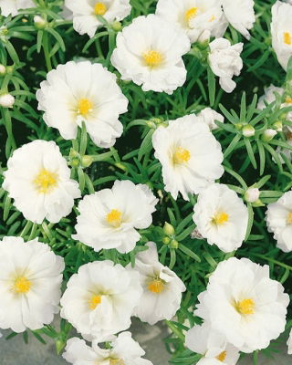 Portulakröschen - Gefüllte - Weiß - Portulaca grandiflora - Ideal für Rabatten, Kübel und Steingärten - Samen