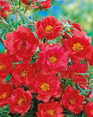 Portulaca Grandiflora - Doppia - Rosso - Portulaca grandiflora - Colore brillante per tutta l'estate - Semi Freschi