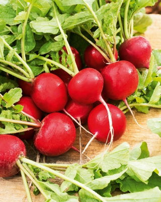 Radish - Carmesa - 100 g - Thin Skin, Big Flavour - Perfect for Salads - Fresh Seeds