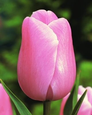 Tulipa Pink Diamond - Tulip Pink Diamond - 5 lampu