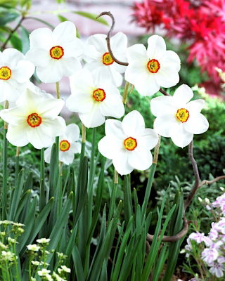 Narcissus Actaea - Daffodil Actaea - 5 bulbs