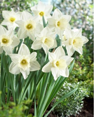 Narcis - Mount Hood - pakket van 5 stuks - Narcissus