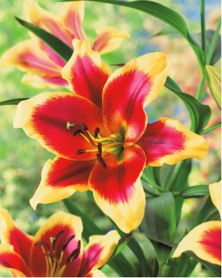Lilium, Lily Red Dutch