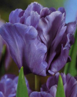 Tulipa modrý papoušek - Tulipán modrý papoušek - 5 květinové cibule - Tulipa Blue Parrot