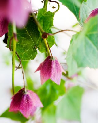 Rodochiton Purple Bell semințe - Rhodochiton atrosanguineus - 6 semințe