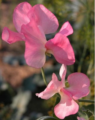 गुलाबी मीठे मटर के बीज - Lathyrus odoratus - 36 बीज - 
