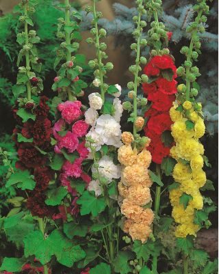 Parastā kāršroze - Mix - Althaea rosea