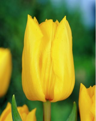 Tulipa Yokohama - Tulip Yokohama - 5 bulbs