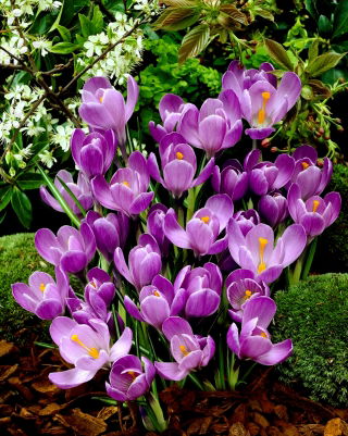 Crocus Flower Record - 10 bulbs