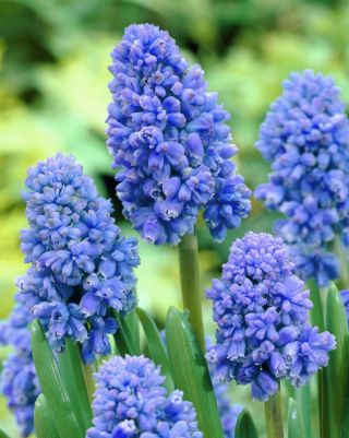 Armeense druif hyacint Blue Spike - grootverpakking - 100 st - 