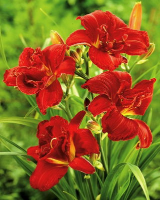 Daylily Double Firecracker