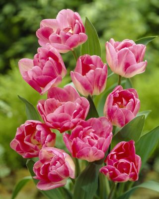 Tulipa Upstar - Tulip Upstar - 5 bulbs