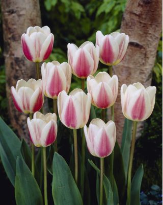 Tulipa Beau Monde - Tulip Beau Monde - 5 bulbs