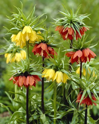 Crown imperial - mezcla amarilla y roja - 6 piezas