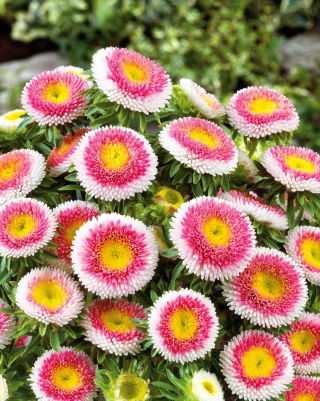 Reina Margarita - Hi-No-Maru - Callistephus chinensis - Belleza bicolor, perfecta para ramos - Semillas frescas