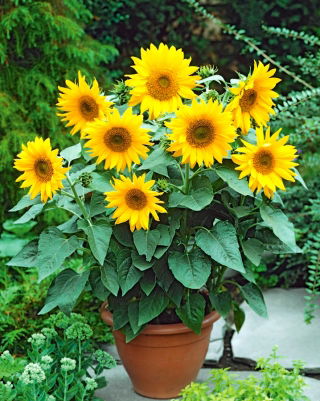 Sárga Napraforgómag - Helianthus annuus - 40 mag - magok