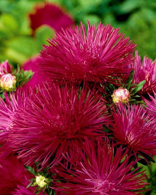 Needle-petal aster "Comet" - 225 seeds