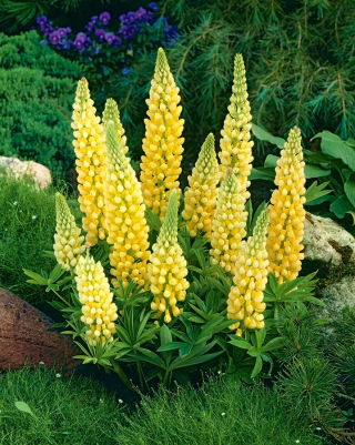 Tremoceiro - amarelo - Yellow - Lupinus hybridus