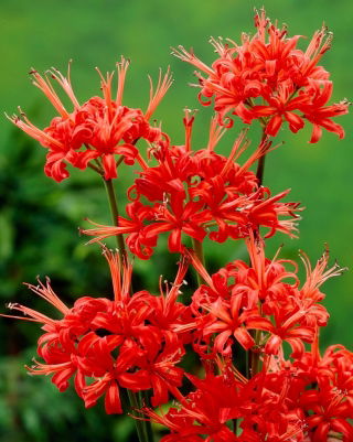 Нерине Кодора - 1 шт - Nerine