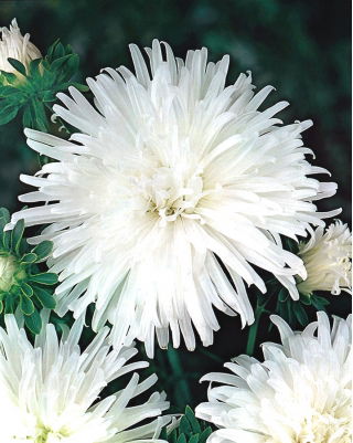 ดอกเบญจมาศดอกแอสเตอร์ "โอปอล" - สีขาว - Callistephus chinensis  - เมล็ด