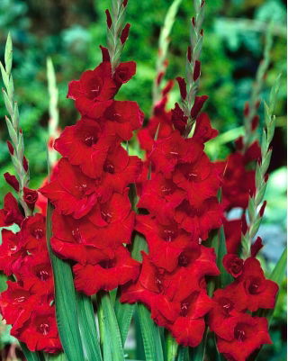 Gladiolus Red XXL - 5 bulbs