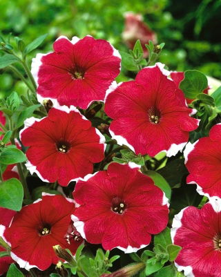 Pétunia Iluzja - Rojo - Petunia hyb. multiflora nana - semillas