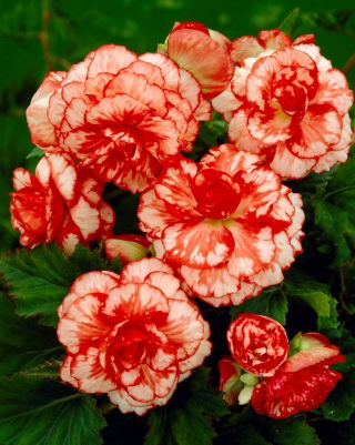 Begonia Marmorata - 2 cibuľky - Begonia x tuberhybrida