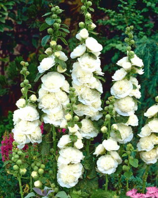 Malva real - White - blanco - Althaea rosea